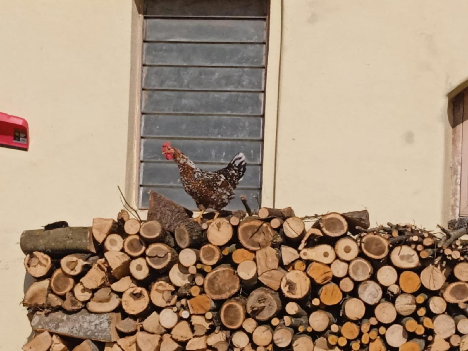 Maso Torbiera- Rural And Mountain Lodging Fiavè 外观 照片